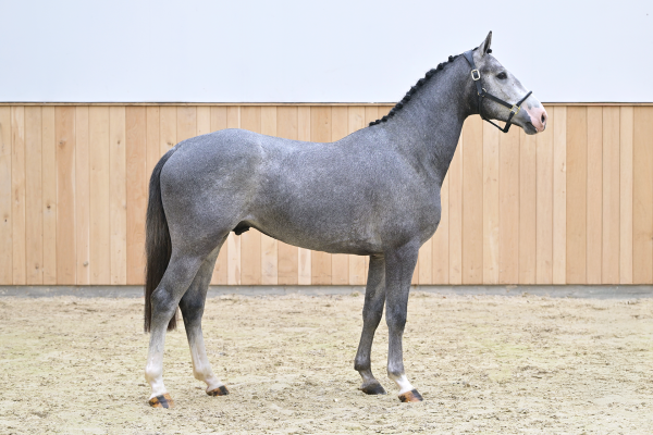 Coloris-K van Kattenheye Z Coloris-K van Kattenheye Z