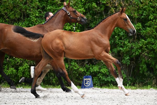 Airjordanska2 de la Falize Z Airjordanska2 de la Falize Z