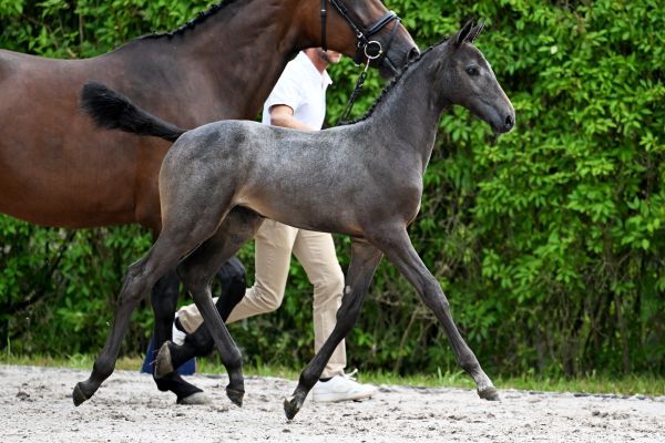 Cardolan vd Mittelerde Z Cardolan vd Mittelerde Z