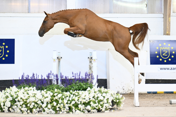 Cinderella Fee Z Cinderella Fee Z