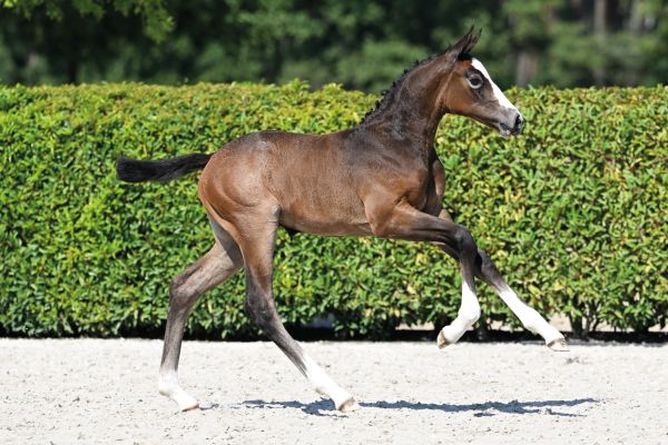 Arya d'Grandin Z