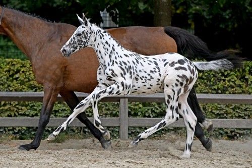 C-Bra van het Bokt - &euro;402.000