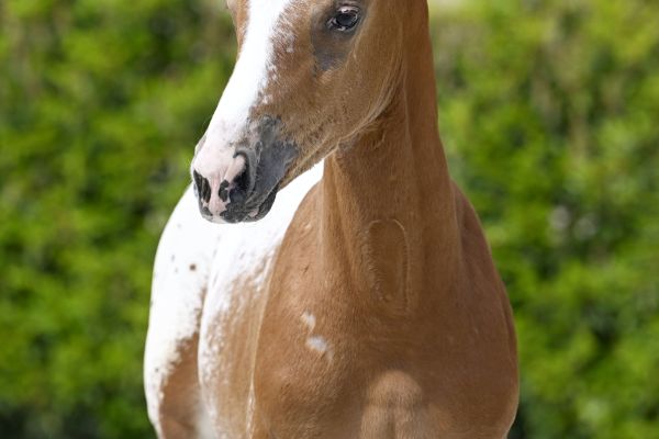 Jaguar Star by Classic Z Jaguar Star by Classic Z