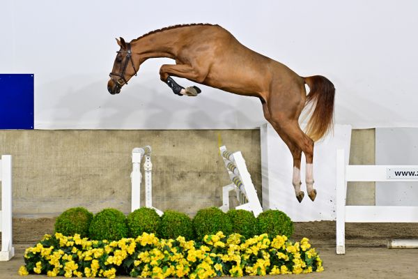 Chouffe van 't Hoogeinde Z