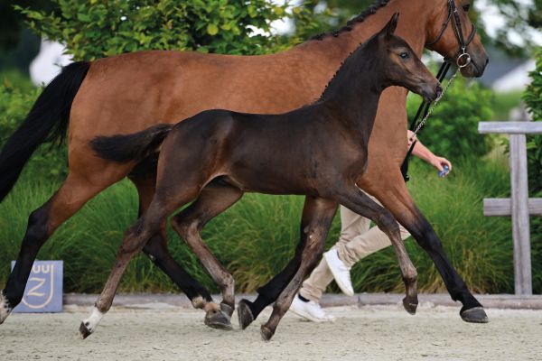 Design-K van Kattenheye Z