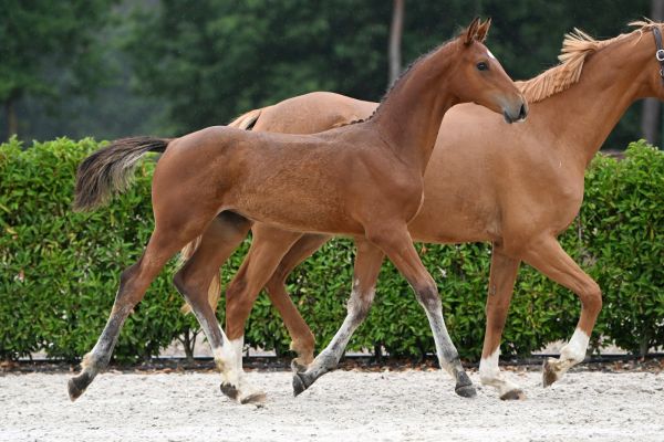 baby-fee-sauvenire-z-93 baby-fee-sauvenire-z-93