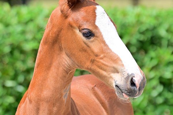 a-golden-match-z a-golden-match-z