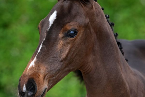 diangelo-nn-db-z diangelo-nn-db-z