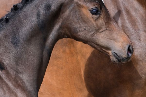 daily-news-z daily-news-z