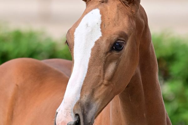 cristiano-van-t-breezerhof-z cristiano-van-t-breezerhof-z