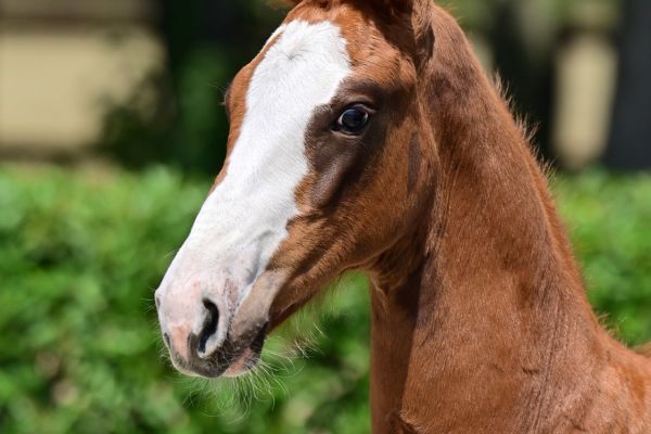 all-i-want-og-z all-i-want-og-z