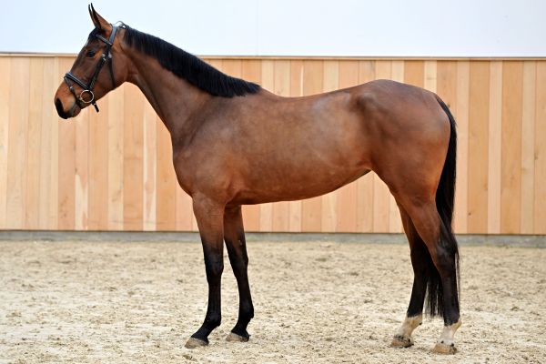 ASATIR VAN PERZI Z 2 ASATIR VAN PERZI Z 2