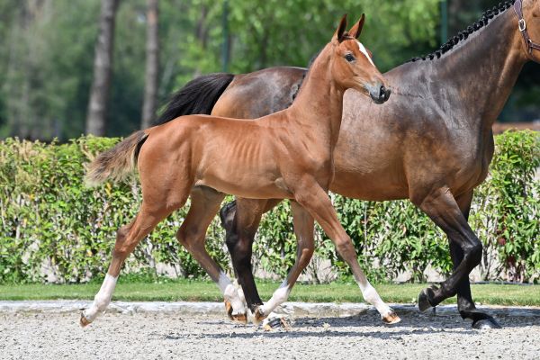 emara-della-venere-z emara-della-venere-z