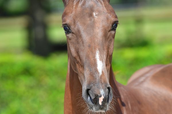 el-nio-h-z-92 el-nio-h-z-92