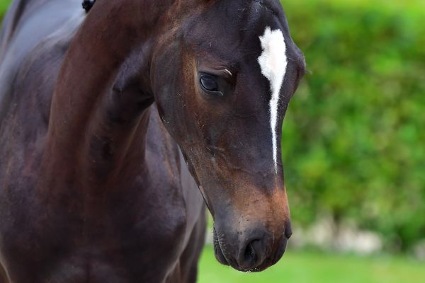 diva-de-nyze-z-81 diva-de-nyze-z-81