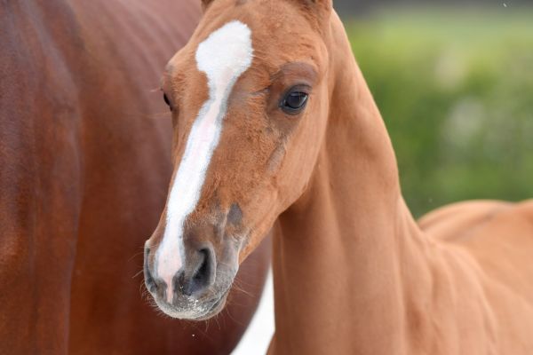 action-man-ii-z-26 action-man-ii-z-26