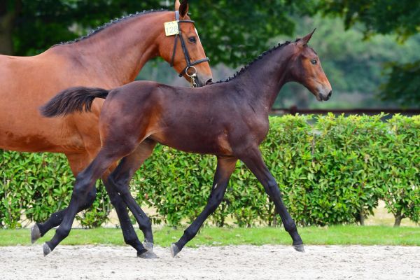 domani-van-rechteren-z domani-van-rechteren-z