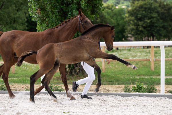 comme-des-garons-sa-z-91 comme-des-garons-sa-z-91