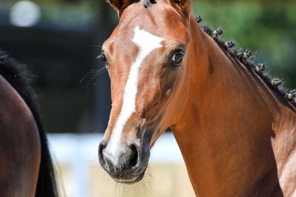 024-tangelino-meniljean-z5s31705-1-large 024-tangelino-meniljean-z5s31705-1-large