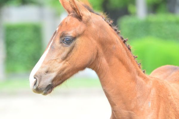 barbara-vd-hunters-z-29 barbara-vd-hunters-z-29