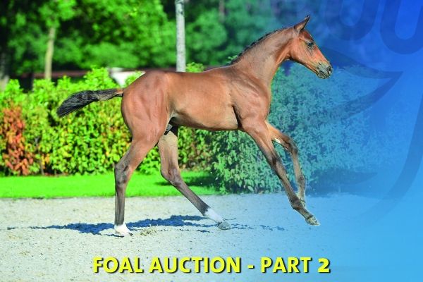 veiling-77_foto veiling-77_foto