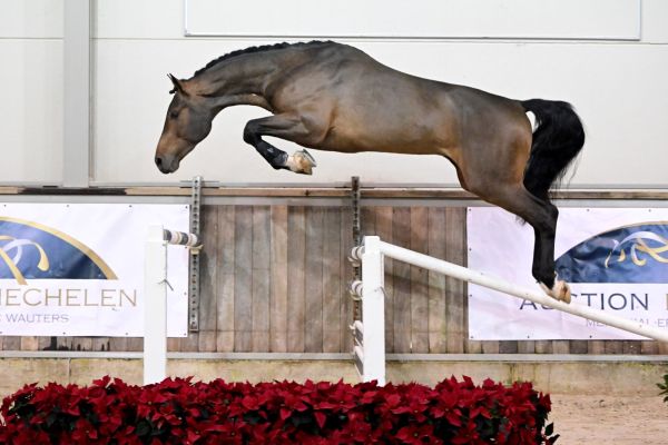 DOURKHAN HERO Z x CAPTAIN FIRE Django Z