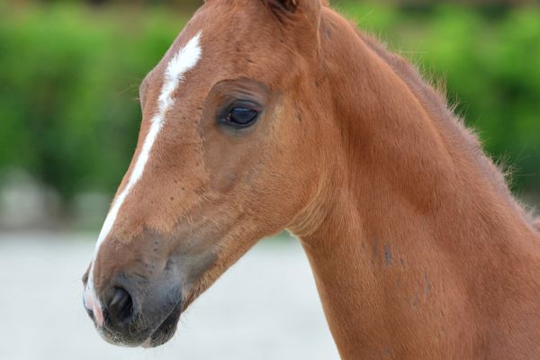 20200717-ga77461-1 20200717-ga77461-1