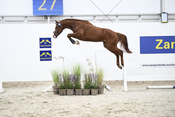 Z-festival-13337 Z-festival-13337