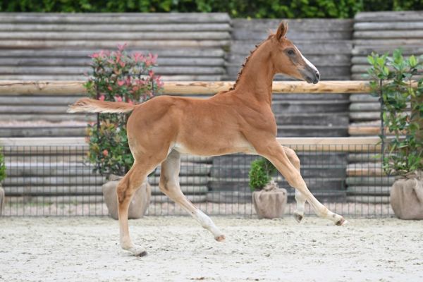 Aachen Peguignon Z 1