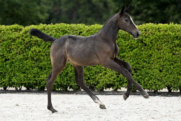 Calypso 2000 Z Calypso 2000 Z