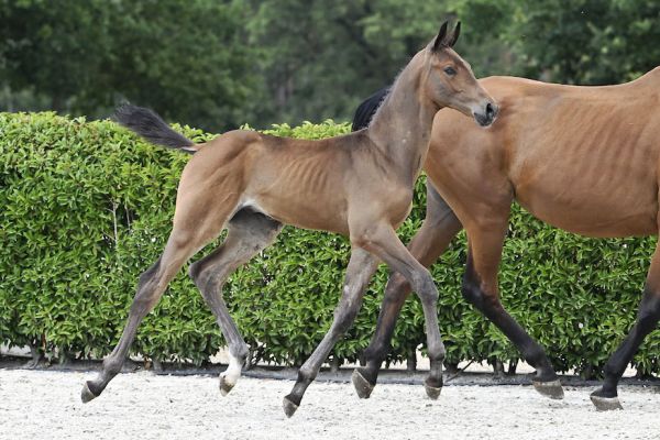 Cassius 2000 Z Cassius 2000 Z