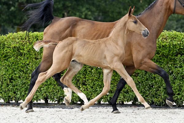 Dionysius 2000 Z Dionysius 2000 Z