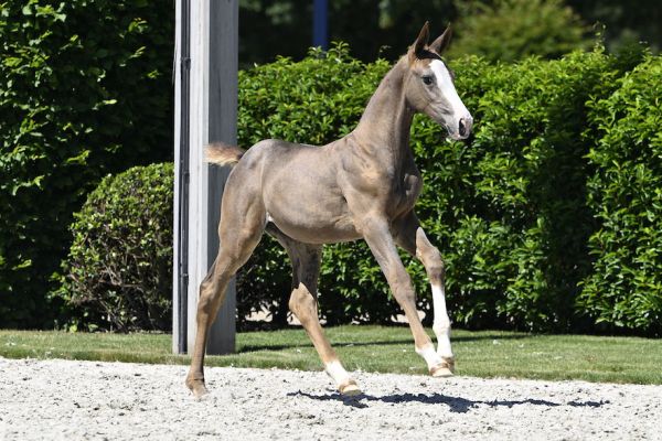 Cara-mel van 't Molenveld Z 2 Cara-mel van 't Molenveld Z 2