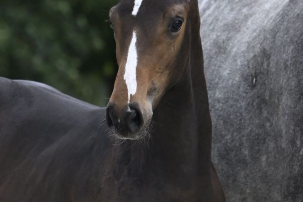 Condias de Poteau Z 2 Condias de Poteau Z 2