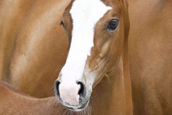 Touch of Magic Z 2 Touch of Magic Z 2