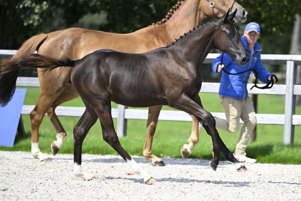 Donatella d’Grandin Z 3