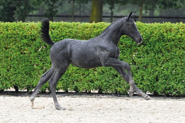 46 Chicca van het Oosthof Z 46 Chicca van het Oosthof Z