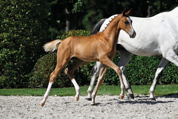 58 Cinderace de Nyze Z 58 Cinderace de Nyze Z