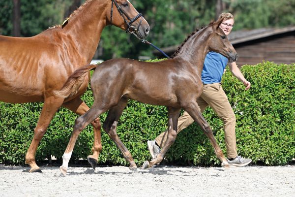 84 Cimie Tachor Z 84 Cimie Tachor Z