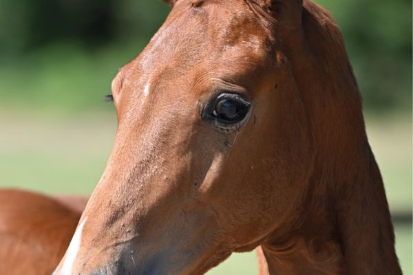 79 Chacco's Ushi Z 79 Chacco's Ushi Z