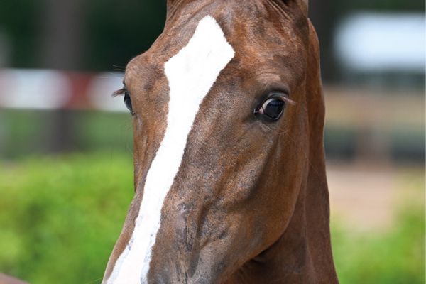 75 Chakira van 't Roosakker Z 75 Chakira van 't Roosakker Z