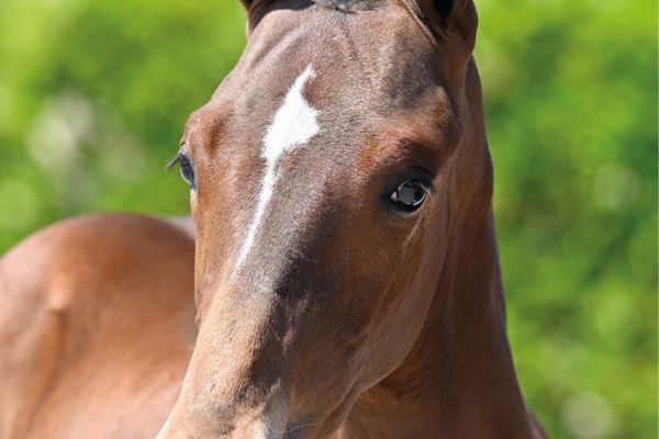 72 Kashback SK Z 72 Kashback SK Z