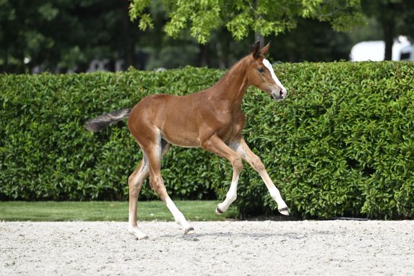 Touch Of Magic Z  Touch Of Magic Z