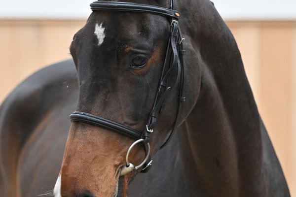 Undercover van de La Rosteehoeve Undercover van de La Rosteehoeve