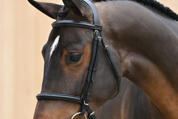 Daijoubu Tic Z Daijoubu Tic Z