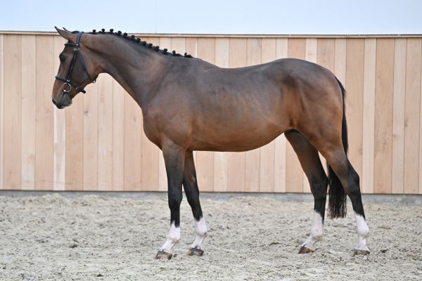 Laszlo M D'Asschaut Laszlo M D'Asschaut