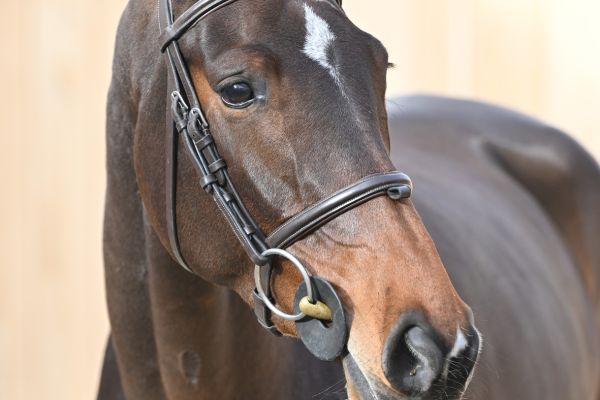 Tucci van het Bildeken Tucci van het Bildeken