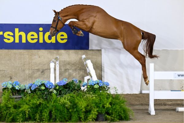 COGNAC VH GEBERGTE Z . COGNAC VH GEBERGTE Z .