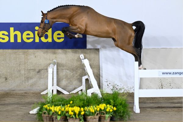 DOURKINH HERO Z . DOURKINH HERO Z .