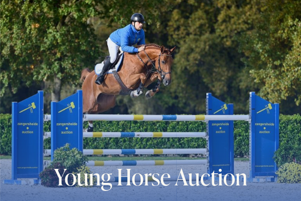 Young Horses Auction